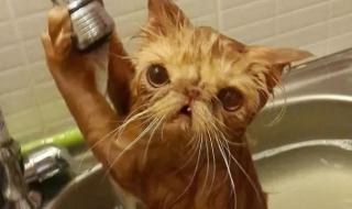 如何给家里的猫咪洗澡